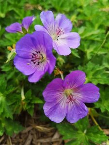 Geranium 'Azure Rush' geen maat specificatie 0,55L/P9cm - afbeelding 1