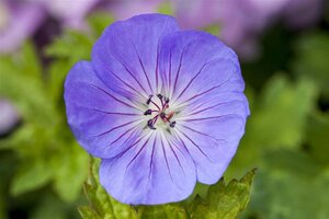 Geranium 'Azure Rush' geen maat specificatie 0,55L/P9cm - afbeelding 2