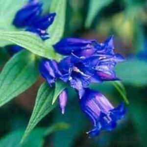 Gentiana asclepiadea geen maat specificatie 0,55L/P9cm