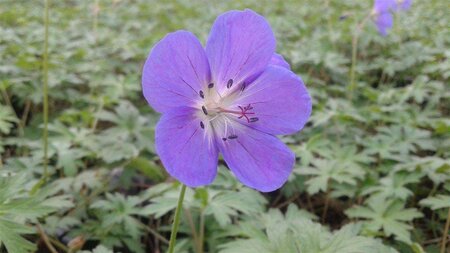 Geranium 'Brookside' geen maat specificatie 0,55L/P9cm - afbeelding 2