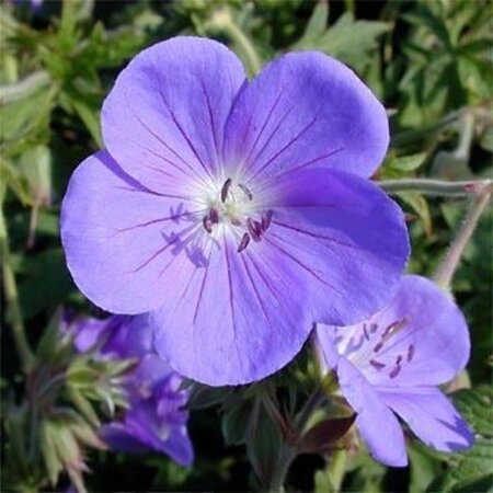 Geranium 'Brookside' geen maat specificatie 0,55L/P9cm - afbeelding 3