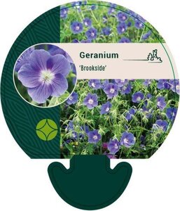 Geranium 'Brookside' geen maat specificatie 0,55L/P9cm - afbeelding 4