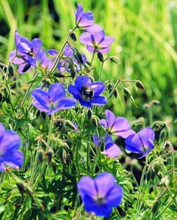 Geranium 'Brookside' geen maat specificatie 0,55L/P9cm - afbeelding 1