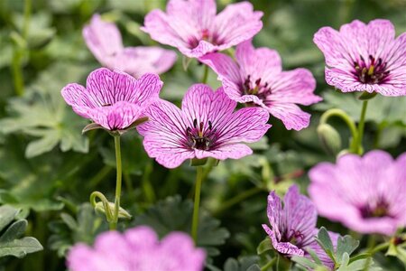 Geranium cin. 'Ballerina' geen maat specificatie 0,55L/P9cm - afbeelding 2