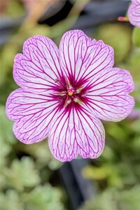 Geranium cin. 'Ballerina' geen maat specificatie 0,55L/P9cm - afbeelding 3