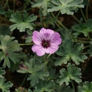 Geranium cin. 'Ballerina' geen maat specificatie 0,55L/P9cm - afbeelding 8