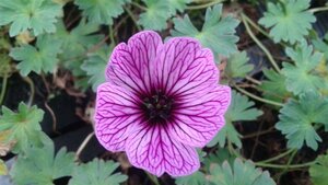 Geranium cin. 'Ballerina' geen maat specificatie 0,55L/P9cm - afbeelding 9