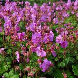 Geranium cant. 'Berggarten' geen maat specificatie 0,55L/P9cm