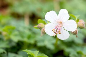 Geranium cant. 'Biokovo' geen maat specificatie 0,55L/P9cm - afbeelding 1