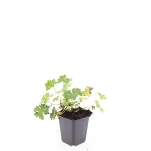 Geranium cant. 'Biokovo' geen maat specificatie 0,55L/P9cm - afbeelding 5