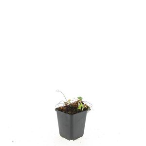 Geranium cant. 'Biokovo' geen maat specificatie 0,55L/P9cm - afbeelding 4