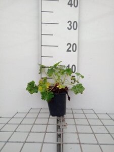 Geranium cant. 'Biokovo' geen maat specificatie 0,55L/P9cm - afbeelding 12