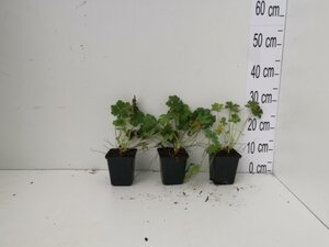 Geranium cant. 'Biokovo' geen maat specificatie 0,55L/P9cm - afbeelding 2