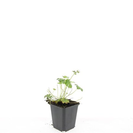 Geranium cant. 'Biokovo' geen maat specificatie 0,55L/P9cm - afbeelding 3