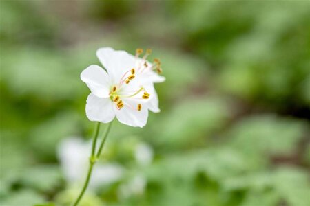 Geranium cant. 'Biokovo' geen maat specificatie 0,55L/P9cm - afbeelding 17