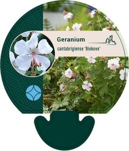 Geranium cant. 'Biokovo' geen maat specificatie 0,55L/P9cm - afbeelding 13