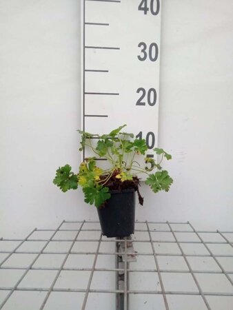 Geranium cant. 'Biokovo' geen maat specificatie 0,55L/P9cm - afbeelding 8