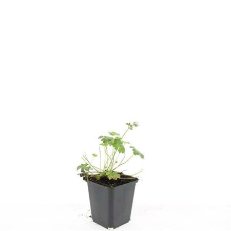 Geranium cant. 'Biokovo' geen maat specificatie 0,55L/P9cm - afbeelding 7