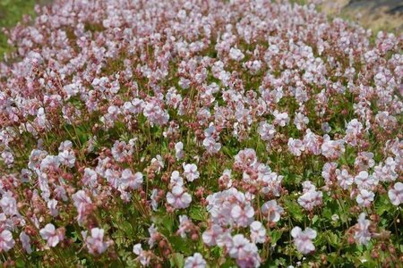 Geranium cant. 'Biokovo' geen maat specificatie 0,55L/P9cm - afbeelding 11