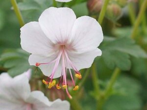 Geranium cant. 'Biokovo' geen maat specificatie 0,55L/P9cm - afbeelding 10