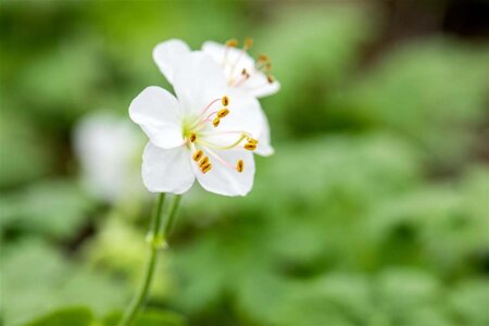 Geranium cant. 'Biokovo' geen maat specificatie 0,55L/P9cm - afbeelding 14