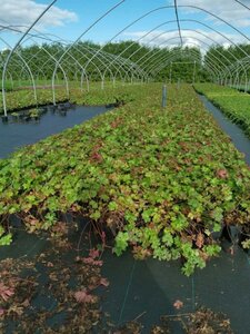 Geranium cant. 'Biokovo' geen maat specificatie 0,55L/P9cm - afbeelding 19