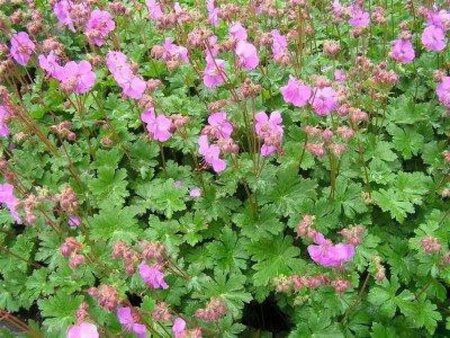 Geranium cant. 'Cambridge' geen maat specificatie 0,55L/P9cm - afbeelding 9