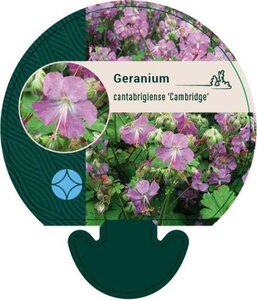 Geranium cant. 'Cambridge' geen maat specificatie 0,55L/P9cm - afbeelding 7