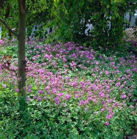 Geranium cant. 'Cambridge' geen maat specificatie 0,55L/P9cm - afbeelding 11