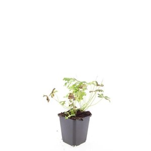 Geranium cant. 'Cambridge' geen maat specificatie 0,55L/P9cm - afbeelding 3