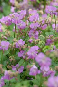 Geranium cant. 'Cambridge' geen maat specificatie 0,55L/P9cm - afbeelding 10