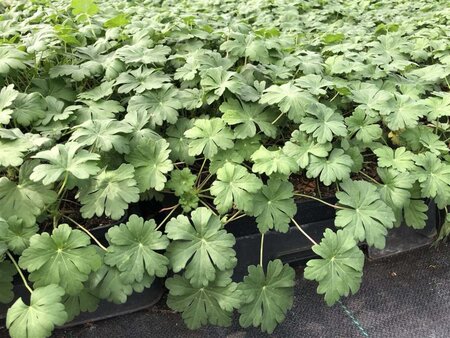 Geranium cant. 'Cambridge' geen maat specificatie 0,55L/P9cm - afbeelding 1