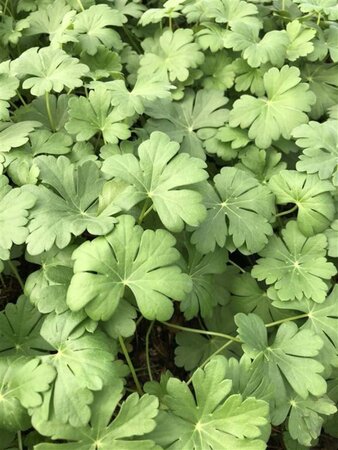 Geranium cant. 'Cambridge' geen maat specificatie 0,55L/P9cm - afbeelding 12