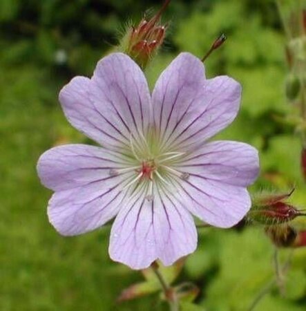 Geranium 'Chantilly' geen maat specificatie 0,55L/P9cm