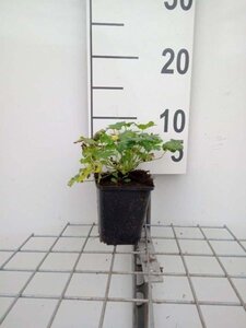 Geranium cant. 'Karmina' geen maat specificatie 0,55L/P9cm - afbeelding 5