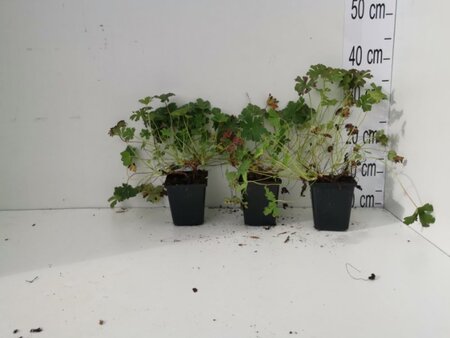 Geranium cant. 'Karmina' geen maat specificatie 0,55L/P9cm - afbeelding 7