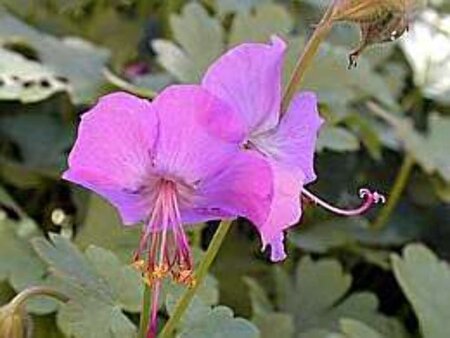 Geranium cant. 'Karmina' geen maat specificatie 0,55L/P9cm - afbeelding 1