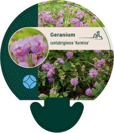 Geranium cant. 'Karmina' geen maat specificatie 0,55L/P9cm - afbeelding 4