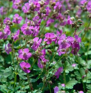 Geranium cant. 'Karmina' geen maat specificatie 0,55L/P9cm - afbeelding 3