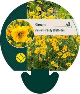 Geum chiloense 'Lady Stratheden' geen maat specificatie 0,55L/P9cm - afbeelding 2