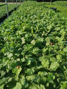 Geum chiloense 'Mrs Bradshaw' geen maat specificatie 0,55L/P9cm - afbeelding 6