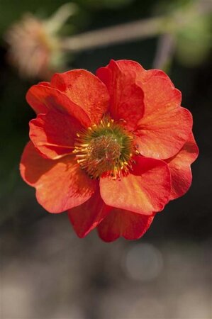 Geum chiloense 'Mrs Bradshaw' geen maat specificatie 0,55L/P9cm - afbeelding 1