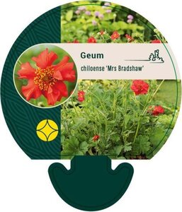 Geum chiloense 'Mrs Bradshaw' geen maat specificatie 0,55L/P9cm - afbeelding 3