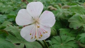 Geranium cant. 'St Ola' geen maat specificatie 0,55L/P9cm - afbeelding 2