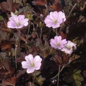 Geranium 'Dusky Crûg' geen maat specificatie 0,55L/P9cm - afbeelding 2