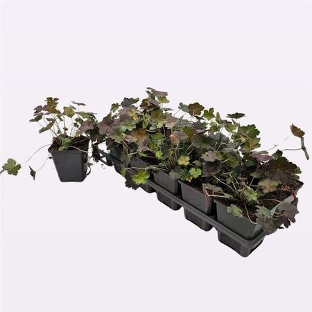 Geranium 'Dusky Crûg' geen maat specificatie 0,55L/P9cm - afbeelding 1