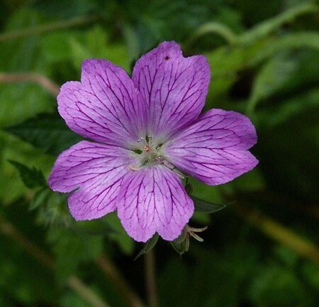 Geranium endressii geen maat specificatie 0,55L/P9cm - afbeelding 5