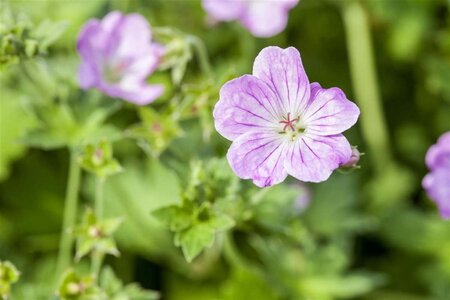 Geranium endressii geen maat specificatie 0,55L/P9cm - afbeelding 1