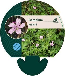 Geranium endressii geen maat specificatie 0,55L/P9cm - afbeelding 6