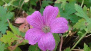 Geranium endressii geen maat specificatie 0,55L/P9cm - afbeelding 7